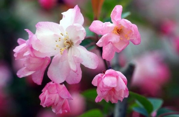 蚂蚁庄园3月20日:春分是踏青的好时节。下面哪种花在这个时候盛开？-第3张图片