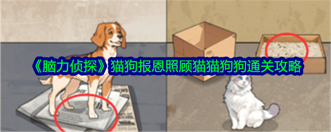 《大脑侦探》猫狗报恩照顾猫狗。-第1张图片