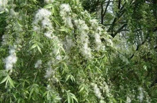 蚂蚁庄园3月31日讯:以下哪种植物更容易引起春季花粉过敏症状？-第3张图片