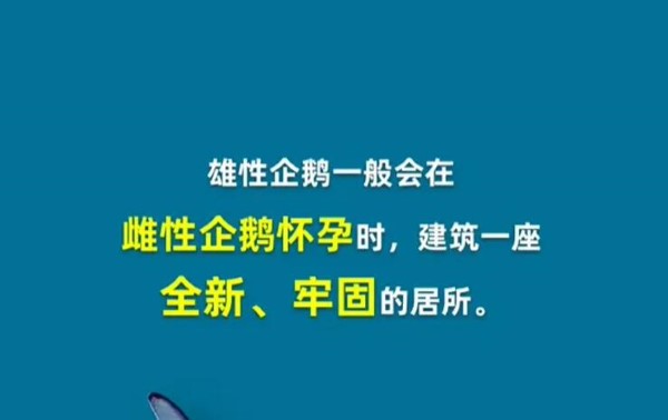 为什么企鹅有时会拿走其他企鹅的石头？-第3张图片
