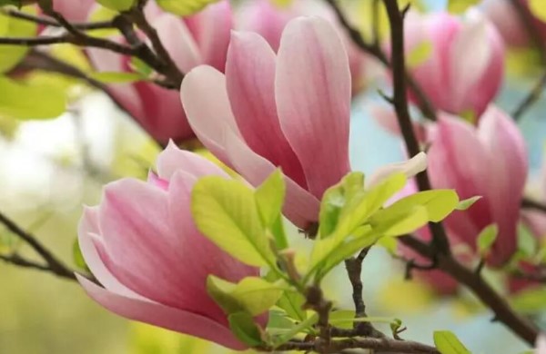 蚂蚁庄园，4月8日:以下哪种早春花被称为春花？-第3张图片