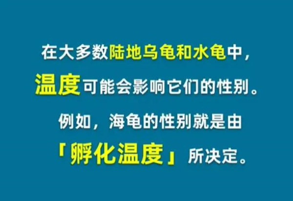 下列哪种动物的性别是由温度决定的？-第3张图片