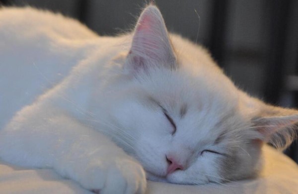 蚂蚁庄园4月11日:猫睡觉时会像人类一样做梦吗？-第3张图片