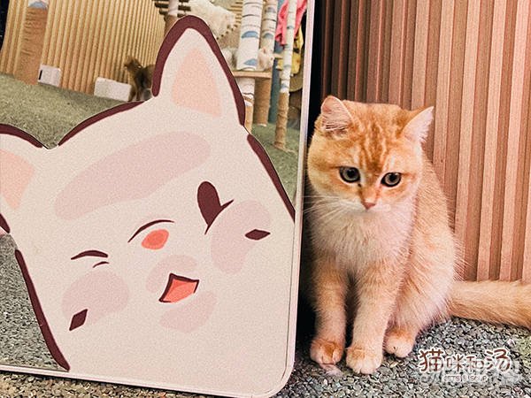 猫猫汤和X工贸体验馆冯至鹿猫主题店上线。-第3张图片