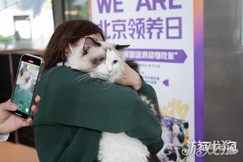 猫和汤x北京认养日x小米食堂给你一只猫-第3张图片