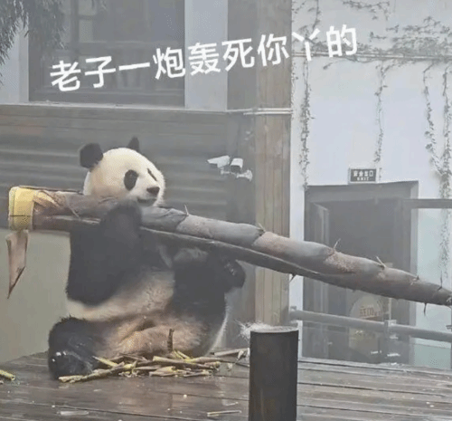 大熊猫吃笋整出了扛炮筒的架势 网友狂笑:一根管饱-第2张图片
