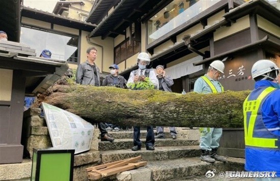 日本京都一百岁樱花树突然倒下 有游客被砸重伤-第2张图片
