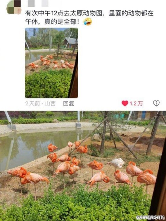山西午睡文化已经不分物种了：家里的猫 路上的狗-第5张图片