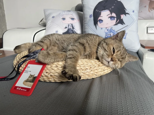 钓鱼就是偷懒！现在所有的猫和狗都可以加入网易吗？-第1张图片