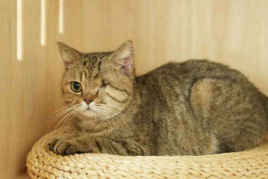 钓鱼就是偷懒！现在所有的猫和狗都可以加入网易吗？-第10张图片