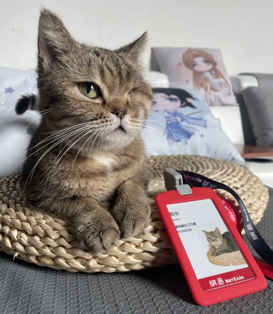 钓鱼就是偷懒！现在所有的猫和狗都可以加入网易吗？-第11张图片
