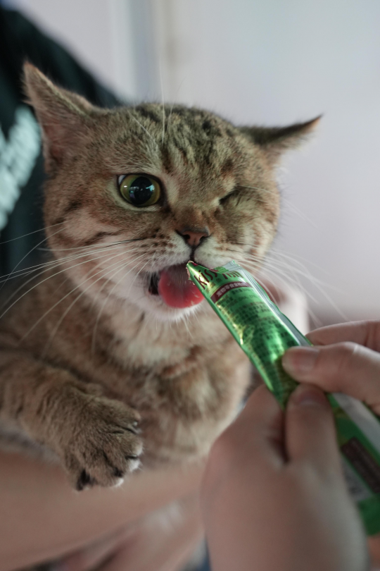 钓鱼就是偷懒！现在所有的猫和狗都可以加入网易吗？-第3张图片