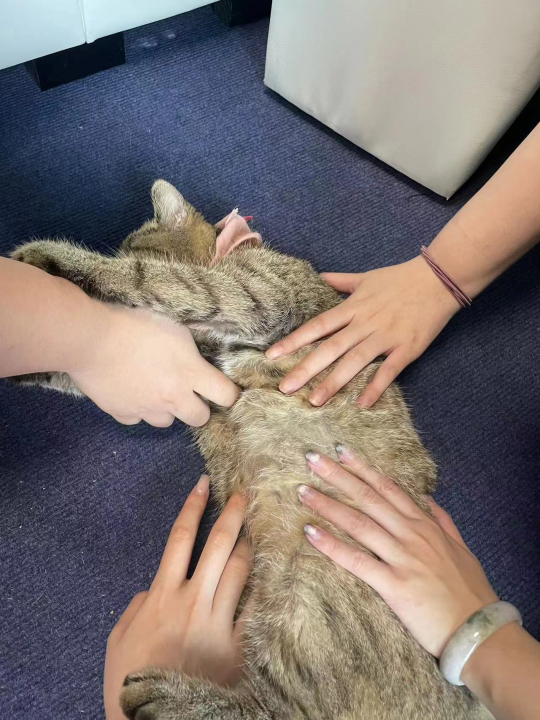钓鱼就是偷懒！现在所有的猫和狗都可以加入网易吗？-第4张图片