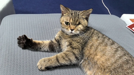 钓鱼就是偷懒！现在所有的猫和狗都可以加入网易吗？-第5张图片