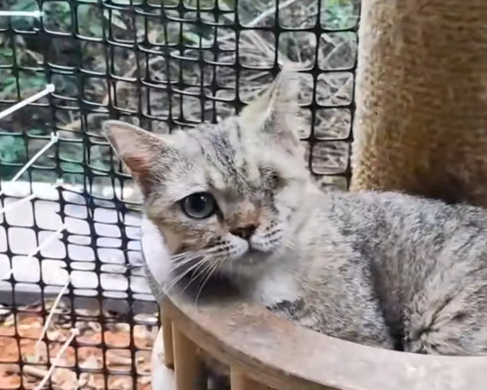 钓鱼就是偷懒！现在所有的猫和狗都可以加入网易吗？-第6张图片