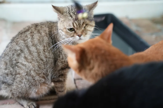 钓鱼就是偷懒！现在所有的猫和狗都可以加入网易吗？-第7张图片