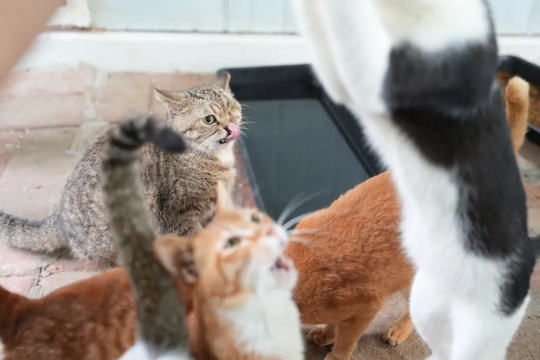 钓鱼就是偷懒！现在所有的猫和狗都可以加入网易吗？-第8张图片