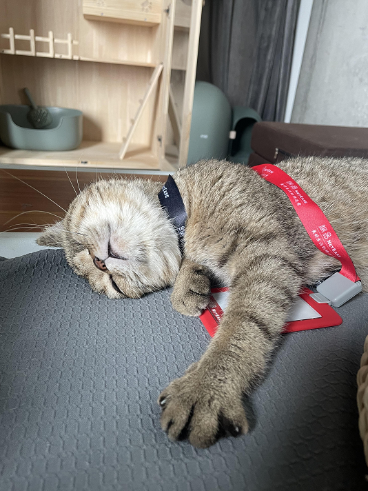 钓鱼就是偷懒！现在所有的猫和狗都可以加入网易吗？-第2张图片