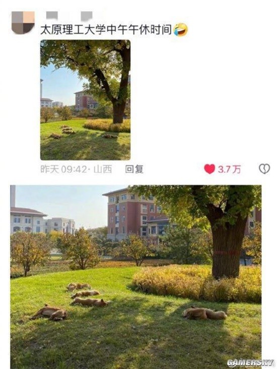 山西午睡文化已经不分物种了：家里的猫 路上的狗-第4张图片