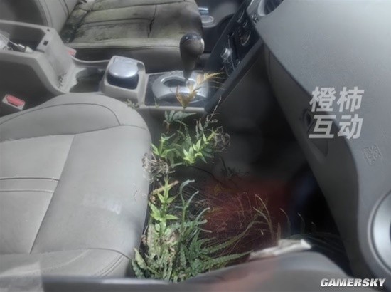 僵尸车停放7年副驾驶都长出了草 原车价值20多万-第2张图片