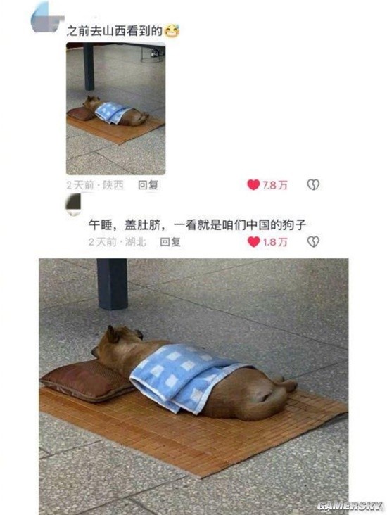 山西午睡文化已经不分物种了：家里的猫 路上的狗-第2张图片