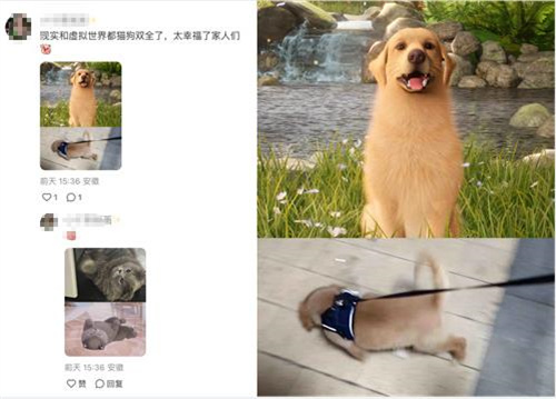 强推!申请《以闪亮之名》游戏加入养宠人必入清单-第5张图片