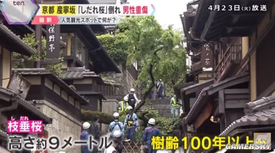 日本京都一百岁樱花树突然倒下 有游客被砸重伤-第1张图片