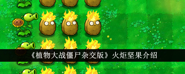 植物大战僵尸混合版中的火炬坚果介绍-第1张图片