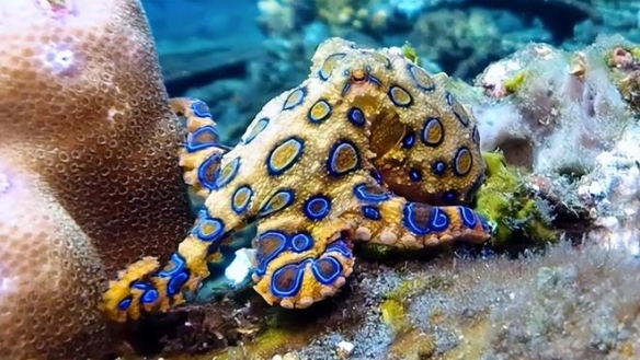河豚毒素竟是海豚的专属兴奋剂！30个趣味科学冷知识-第2张图片
